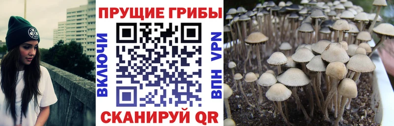 цены наркотик  нарко площадка наркотические препараты  Псилоцибиновые грибы Cubensis  Балей 